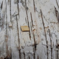 CB Holzbuchstabe breite Form "-" 