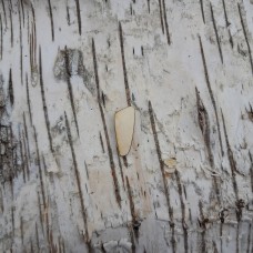 Holzbuchstabe CB 5 cm, breite Form ","