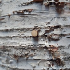 2 Punkte . für 21 mm Holzbuchstaben